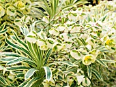 EUPHORBIA TASMANIAN TIGER, (SYN. EUPHORBIA CHARACIAS VARIEGATA)