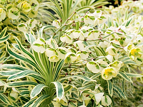 EUPHORBIA_TASMANIAN_TIGER_SYN_EUPHORBIA_CHARACIAS_VARIEGATA