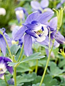 AQUILEGIA FLABELLATA BLUE ANGEL