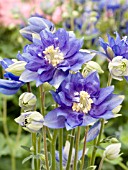 AQUILEGIA VULGARIS CLEMENTINE BLUE