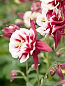 AQUILEGIA VULGARIS WINKY DOUBLE RED WHITE