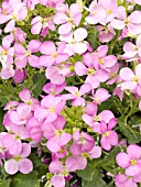 ARABIS CAUCASICA PINKY