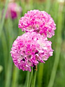 ARMERIA PSEUDARMERIA JOYSTICK LILAC