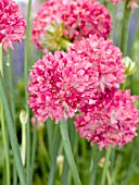 ARMERIA PSEUDARMERIA JOYSTICK RED