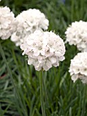 ARMERIA MARITIMA MINISTICKS WHITE