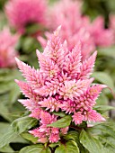 CELOSIA SPICATA SPIKY PINK