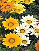 GAZANIA SPLENDENS KONTIKI MIX