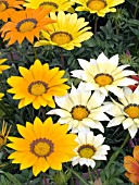 GAZANIA SPLENDENS KONTIKI MIX