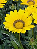 GAZANIA SPLENDENS  KONTIKI YELLOW