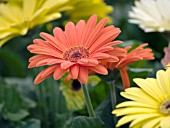 GERBERA JAMESONII ORANGE