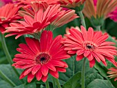 GERBERA JAMESONII REVOLUTION RED