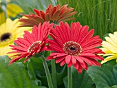 GERBERA JAMESONII REVOLUTION RED