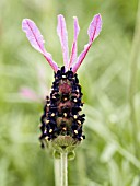 LAVANDULA STOECHAS PURPLE RIBBON