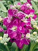 MATTHIOLA INCANA SUGAR SPICE ROSE