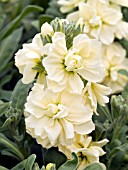 MATTHIOLA INCANA SUGAR SPICE YELLOW