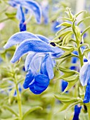 SALVIA PATENS PATIO DARK BLUE