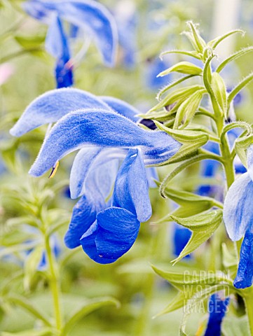 SALVIA_PATENS_PATIO_DARK_BLUE