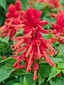 SALVIA SPLENDENS LIGHTHOUSE