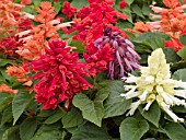 SALVIA SPLENDENS MIX