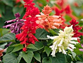 SALVIA SPLENDENS MIX