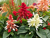 SALVIA SPLENDENS MIX