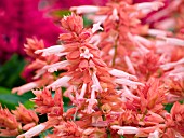 SALVIA SPLENDENS SALUTI SALMON PINK