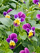 VIOLA CORNUTA  ERLYN PURPLE YELLOW