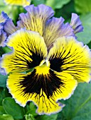 VIOLA WITTROCKIANA FRIZZLE SIZZLE YELLOW BLUE SWIRL