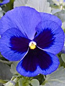 VIOLA WITTROCKIANA PROMISE BLUE BLOTCH