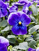 VIOLA CORNUTA SKIPPY BLUE