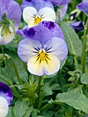 VIOLA CORNUTA SKIPPY FROSTED FACE