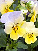 VIOLA CORNUTA SKIPPY FROSTED MORN