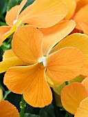 VIOLA CORNUTA SKIPPY ORANGE