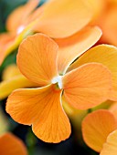 VIOLA CORNUTA SKIPPY ORANGE