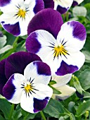 VIOLA CORNUTA SKIPPY WHITE VIOLET WING