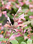 AGASTACHE ACAPULCO SALMON PINK