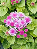 AGERATUM HOUSTONIANUM HAWAII ROYAL