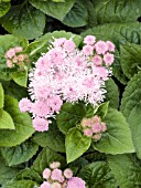 AGERATUM HOUSTONIANUM HAWAII SHELL PINK