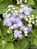 AGERATUM HOUSTONIANUM HAWAII SKY BLUE