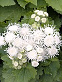 AGERATUM HOUSTONIANUM HAWAII WHITE