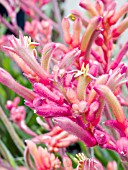 ANIGOZANTHOS KANGA PINK