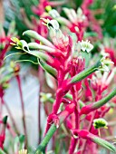 ANIGOZANTHOS MANGLESII KANGA RED & GREEN