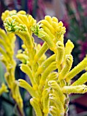 ANIGOZANTHUS KANGA YELLOW