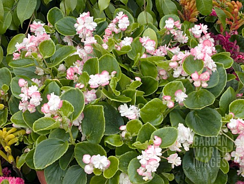 begonia