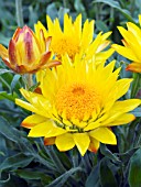 BRACTEANTHA BRILLIANCE YELLOW