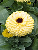 CALENDULA OFFICINALIS BON BON LIGHT YELLOW