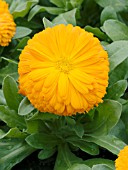 CALENDULA OFFICINALIS BON BON ORANGE