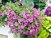 CALIBRACHOA SPRING FLING PURPLE