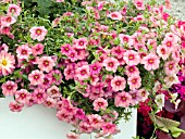 CALIBRACHOA SPRING FLING SALMON