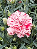 DIANTHUS CARYOPHYLLUS MINI SPICE PEPPERMINT